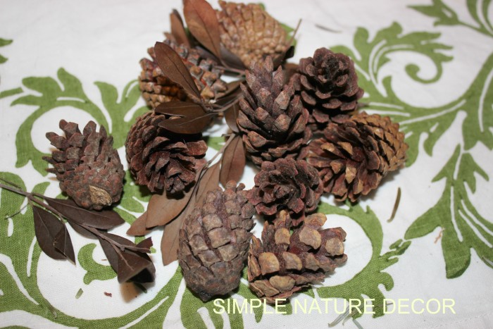 Cinnamon Smell Pine Cones Cinnamon Smell Pine Cones