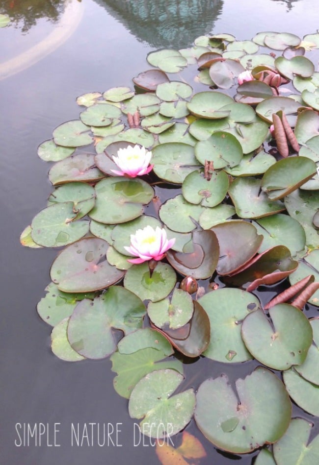 Discover 7 Must-See Botanical Garden Tours