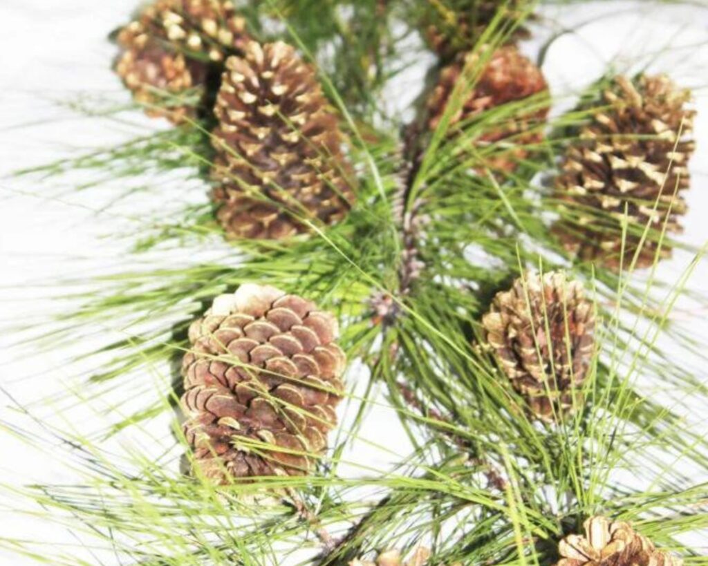 pine cones and pine clippings