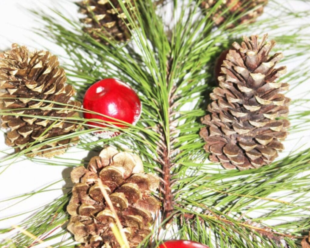apples, pinecones and pine clippings.