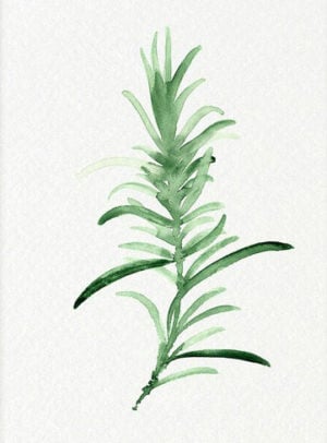 Botanical Printables - Simple Nature Decor