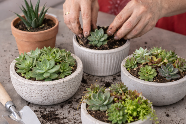Refresh Your Living Room With Plants