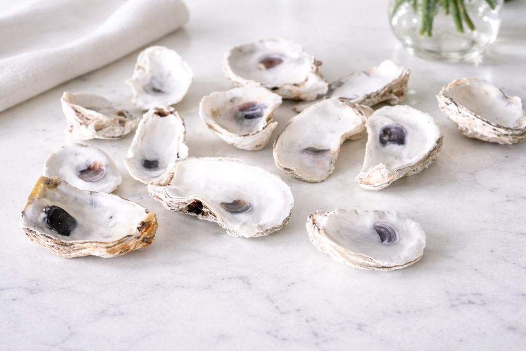 oyster shells.oyster shell jewelry dish